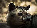 Himalay Palm Civet