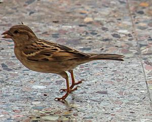 House sparrow hopping