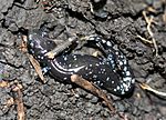 IC Ambystoma laterale.JPG