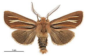 Ichneutica ceraunias male.jpg