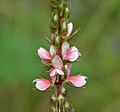 Indigofera astragalina (Phulzadi) in Hyderabad, AP W IMG 0204