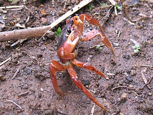 Johngarthia lagostoma purple