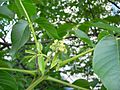 Juglans flower female 20050526 064