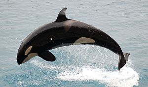 JumpingOrca