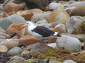 Kelp Gull, South Africa