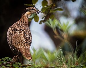 Koklass pheasant - Female (Pucrasia macrolopha)-7631