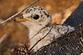 Least Tern Day Seven