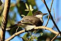 Loggerhead kingbird (Tyrannus caudifasciatus jamaicensis)