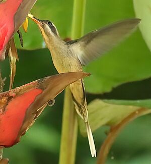 Long-billed hermit