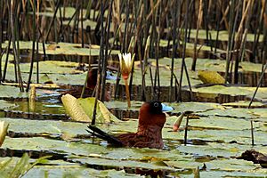 Masked duck (Nomonyx dominicus).jpg