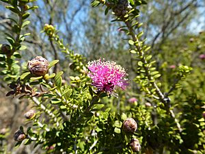 Melaleuca amydra (inflorescence).JPG