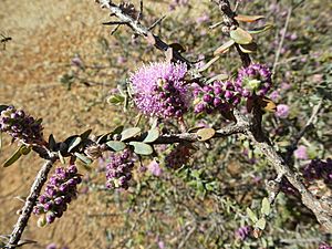 Melaleuca spicigera (leaves, flowers).JPG