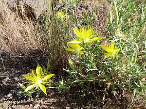 Mentzelia laevicaulis Losaceae