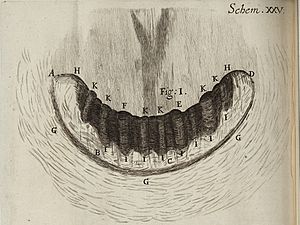 Micrographia Schem 25 fig 1