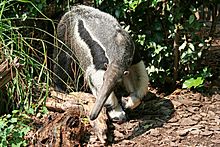 NationalZooAnteater