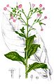 Nicotiana tabacum Blanco1.36-cropped