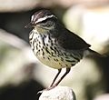 Northern Waterthrush Tex