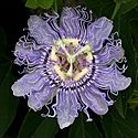 OQ Passion flower.jpg