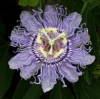 OQ Passion flower