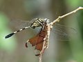 Orthetrum sabina feeding neurothemis fulvia by kadavoor