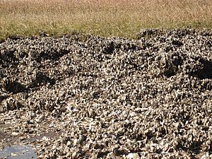 OysterBed.jpg