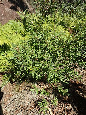 Phebalium speciosum habit