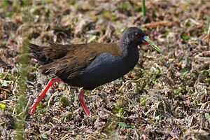 Plumbeous Rail.jpg