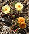 Portulaca grandiflora mutant1