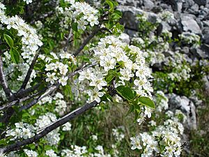 Prunus mahaleb2.jpg