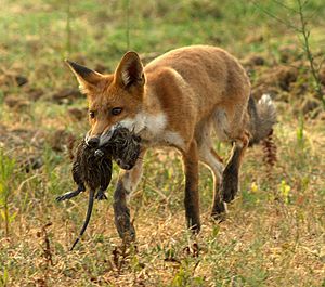 Red fox with nutria