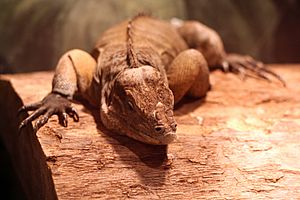 Rhinoceros Iguana NSCG