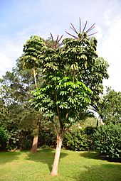 Schefflera actinophylla DSC0881