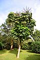 Schefflera actinophylla DSC0881