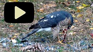 Sharp-shinned hawk feeding with play button