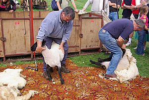 Sheep Shearing