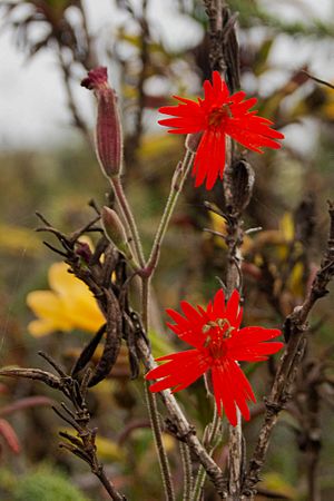 Silene laciniata cardinal catchfly