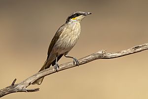 Singing Honeyeater 343 - Patchewollock.jpg