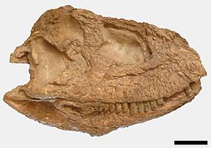 Skorpiovenator skull