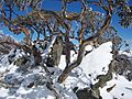 Snow Gum Tree