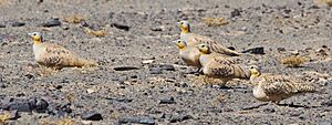 Spotted Sandgrouse (4803937997)