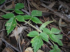 Starr 041211-1308 Rubus macraei.jpg