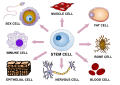 Stem cell differentiation