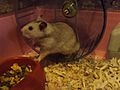 Syrian Hamster 2