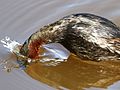 Tachybaptus ruficollis-diving