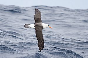 Thalassarche impavida - SE Tasmania