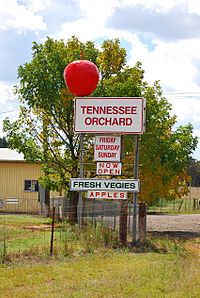 The Big Apple Yerrinbool.jpg