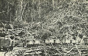 The Dun Mountain railway. Trucks were pulled up the grade by horses, and descended by gravity. Nelson Historical Society