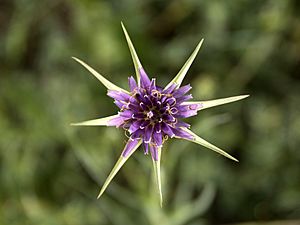 Tragopogon porrifolius 1 MHNT