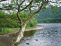 Trossachs loch dsc06739