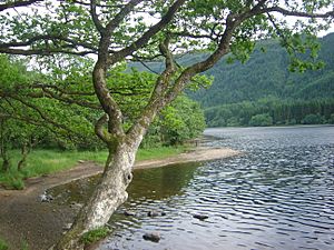 Trossachs loch dsc06739